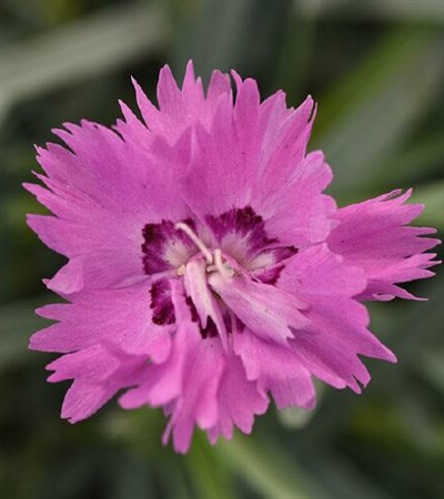 Dianthus Mountain Frost™ Silver Strike